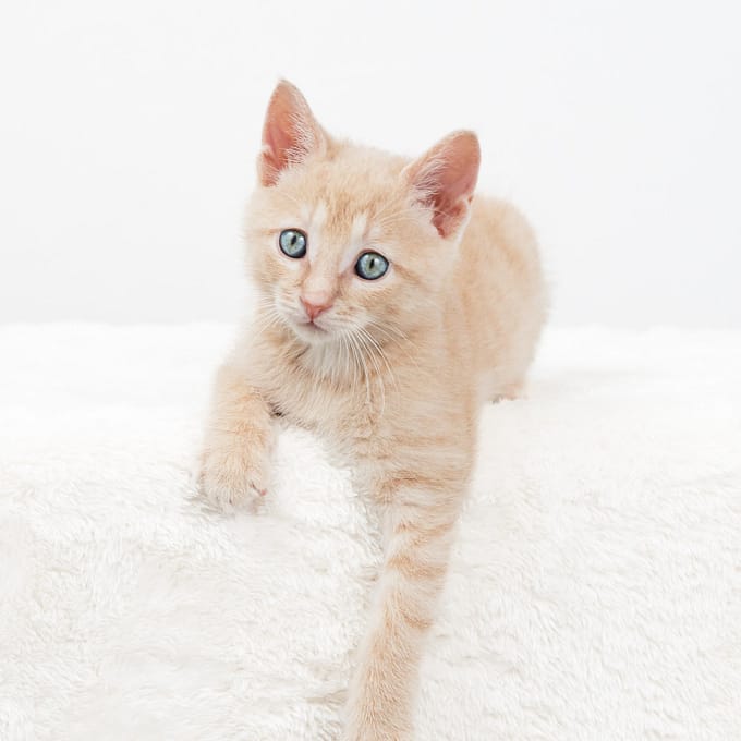 Livingston the kitten on a white fuzzy blanket