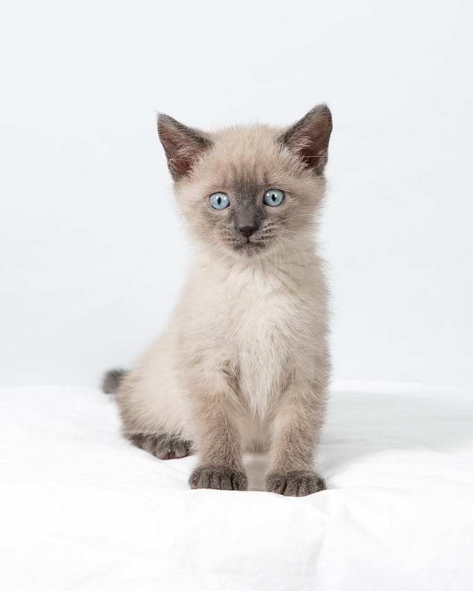 Kitten photo: Earl Grey the foster kitten, inspiration for the Earl Grey EDC pouch pattern